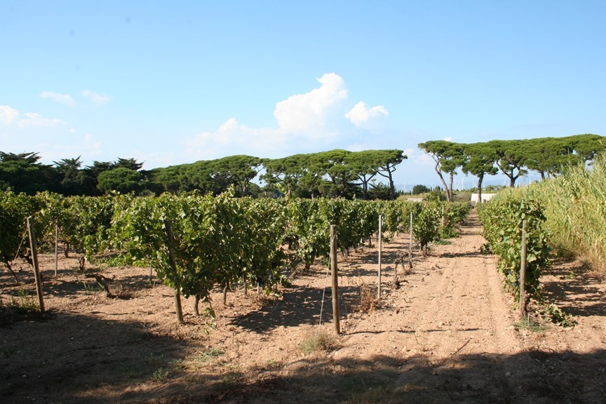 Porquerolles