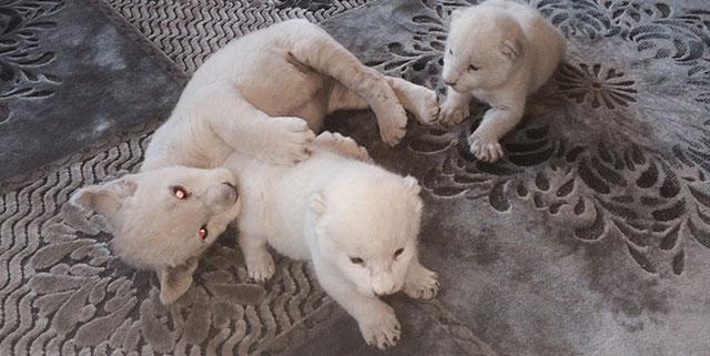 Baptême Lionceaux Var Toulon